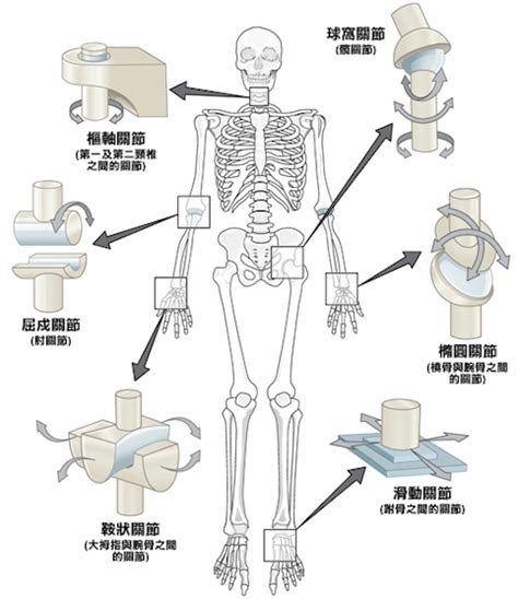 屈戌關節|關節脫位概論（一）人體關節概論